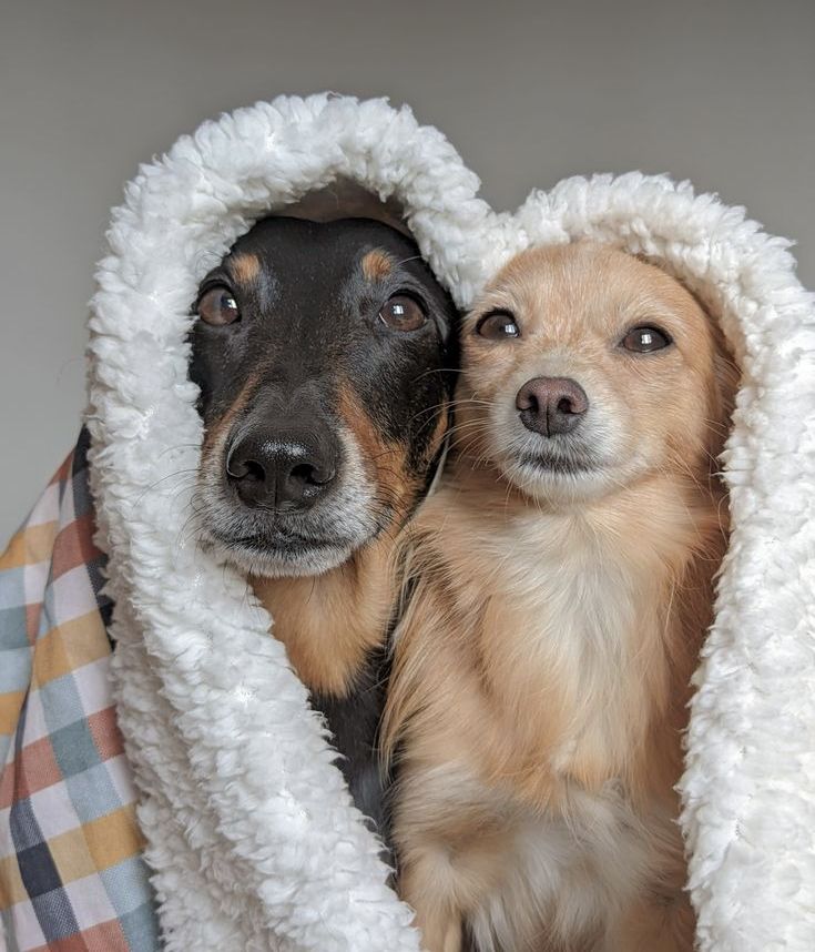 Dois cachorros enrolados juntos num cobertor branco